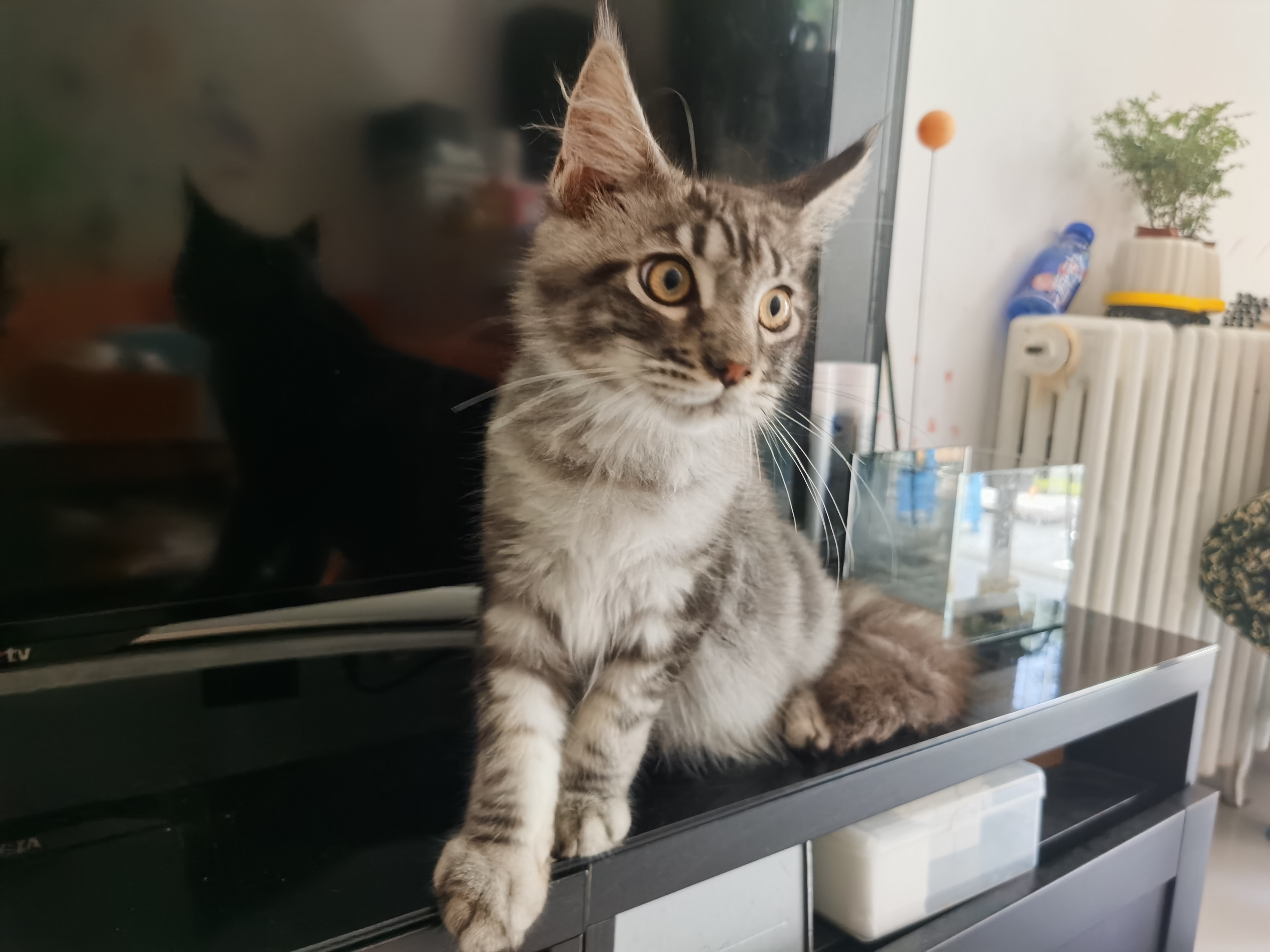 缅因猫找主任